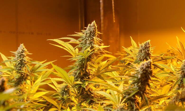 thca flower